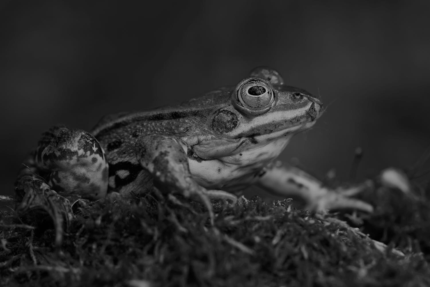 climb every frog V2