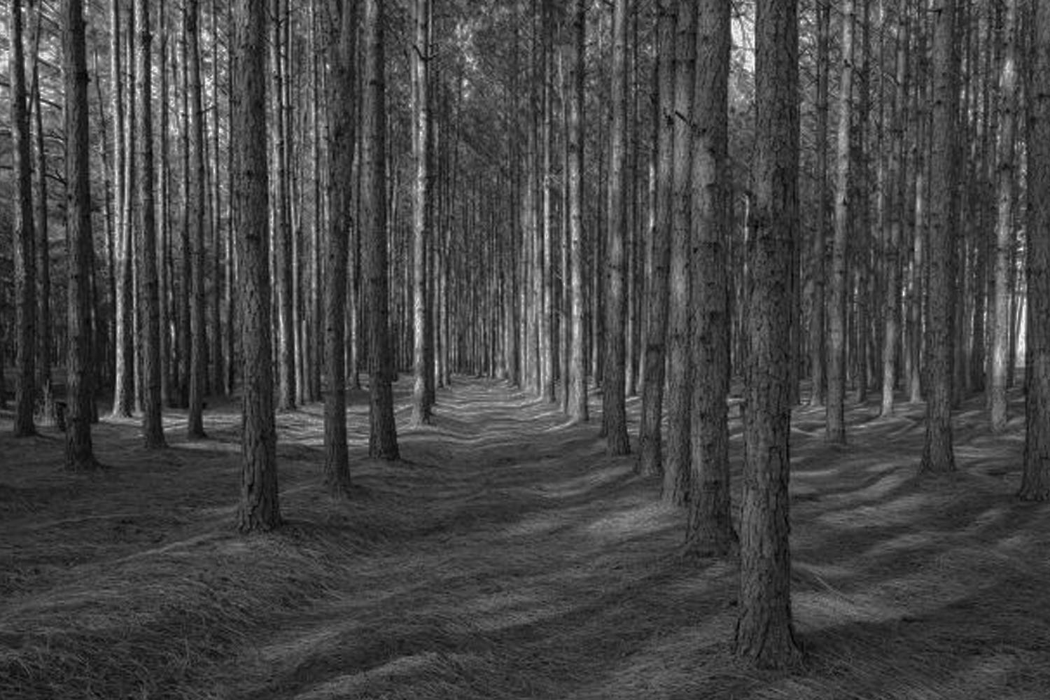 A Forest of Pine