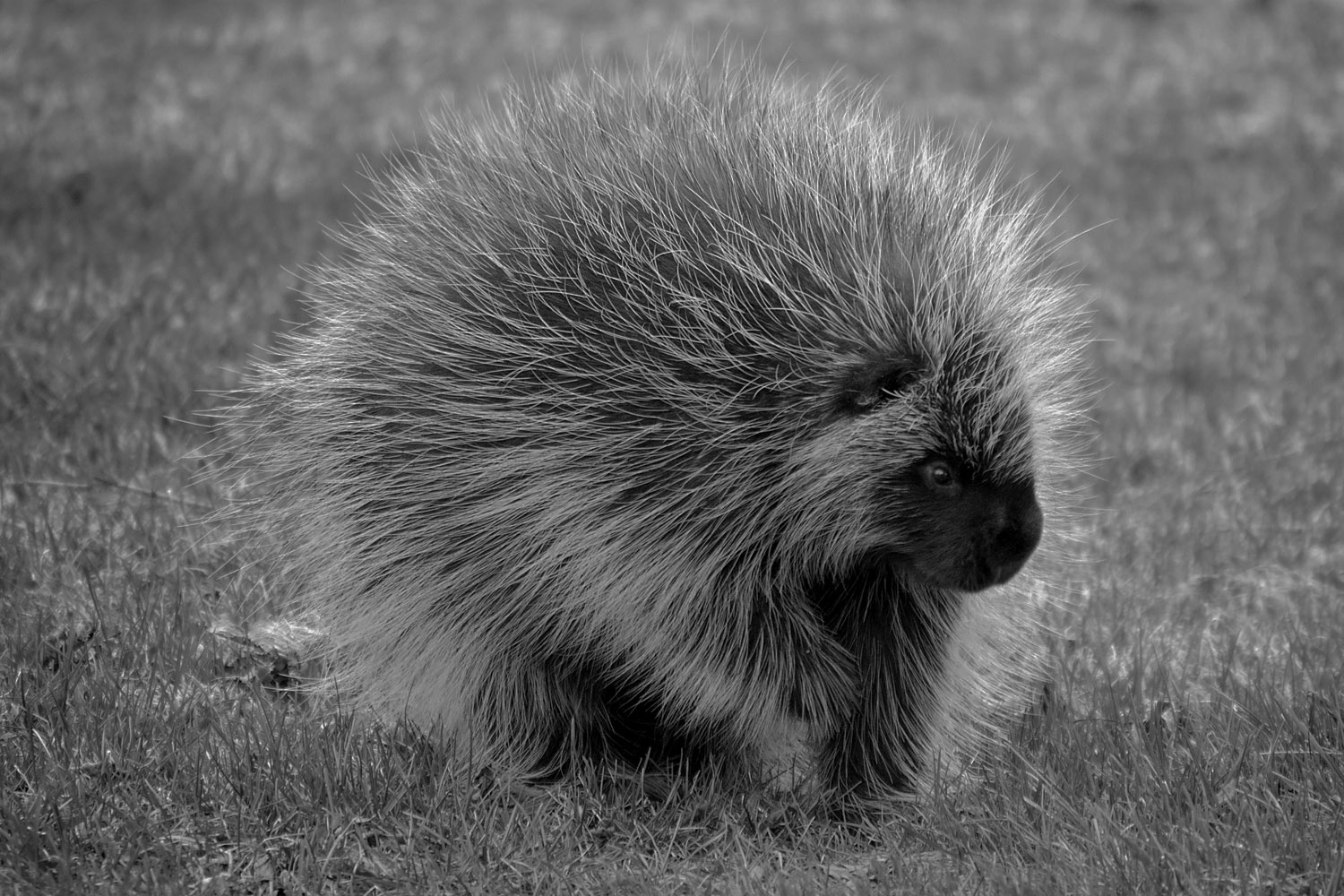Porcupine Wine