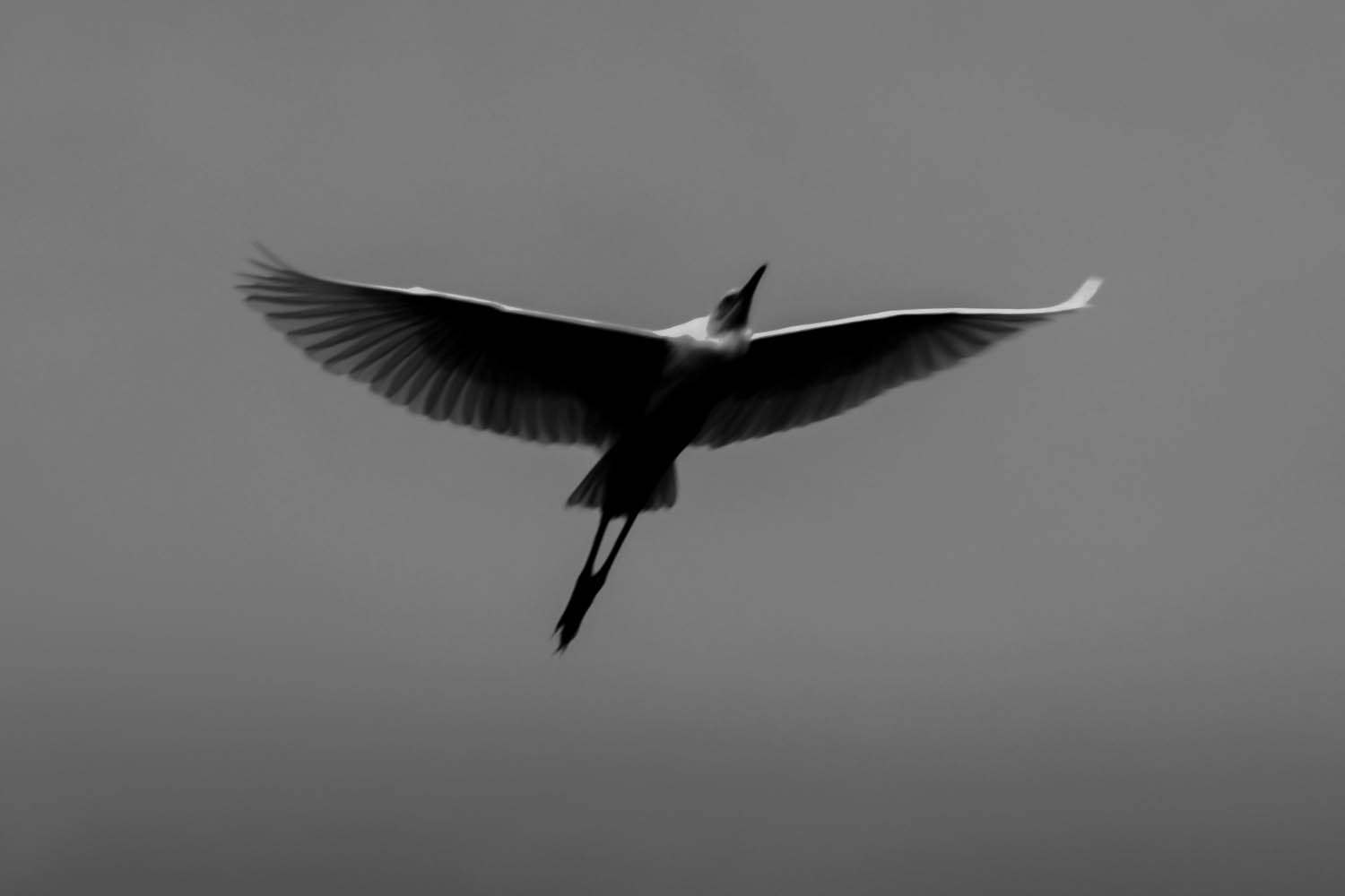 Why Not Fly