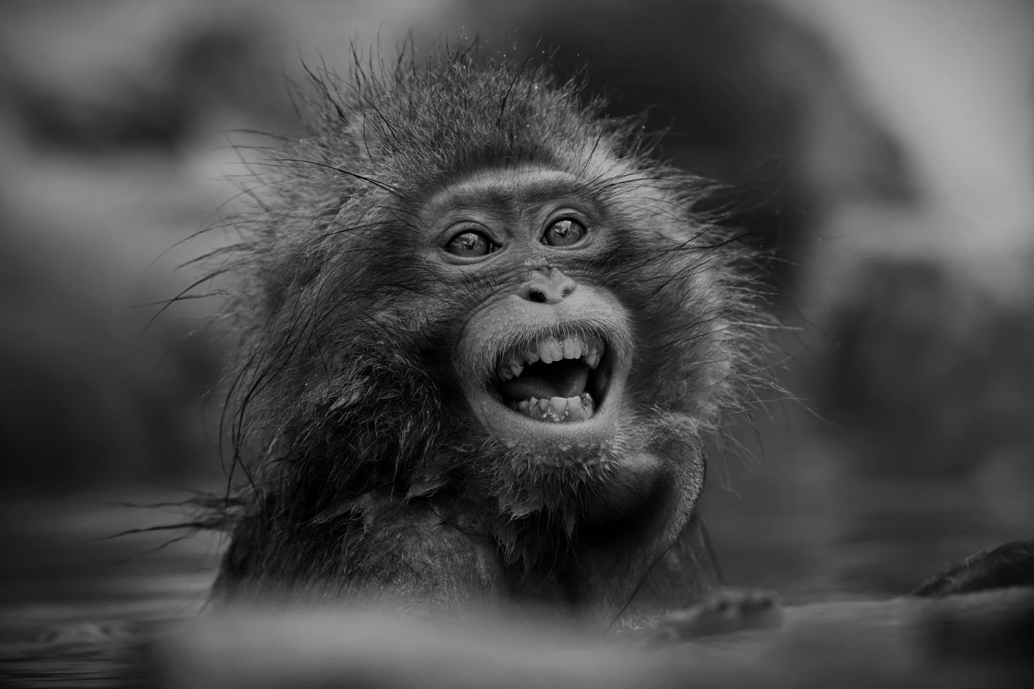The Monkey